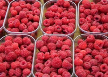 În plină vară, un kilogram de zmeură a ajuns să coste peste 70 de lei. Cumpărătorii: N-o să conservăm, este prea scump | VIDEO