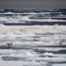 Arctica se încălzește de patru ori mai repede decât restul Pământului: „Se întâmplă ceva în Arctica și o să ne afecteze pe toţi”