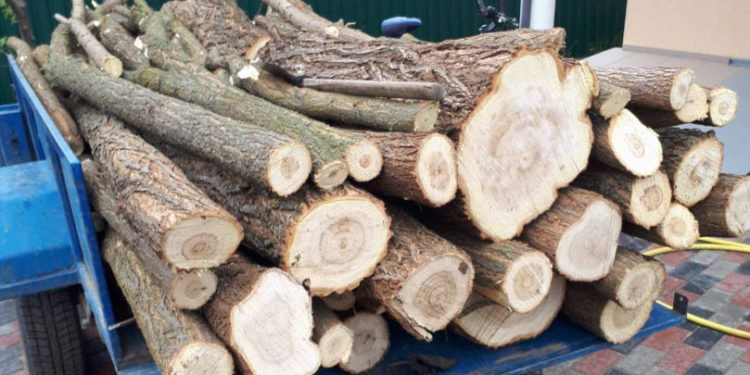 A defrișat lemne ca să le vândă, făcea business omul. Șeful IPM Leova oferă detalii despre defrișările ilegale în pădurile din raion | VIDEO