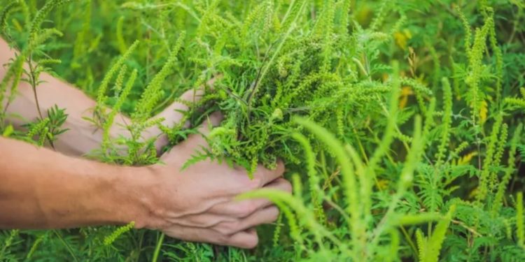 Владельцам земельных участков напомнили об обязанности бороться с амброзией. Нарушителям грозит штраф