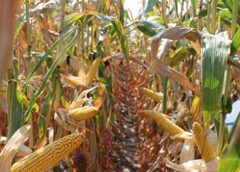 Почти 90% полей кукурузы в Молдове пострадали от засухи