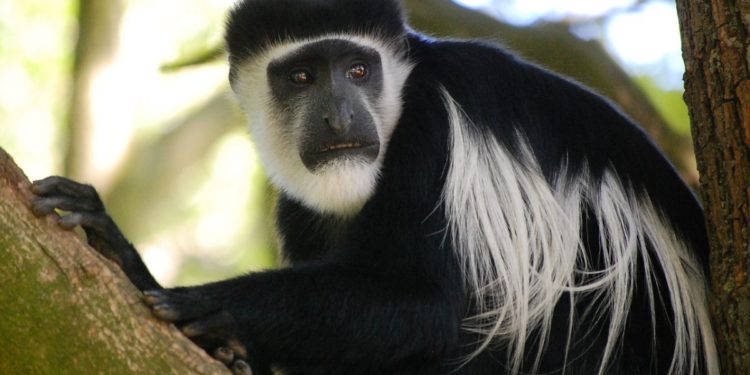 Maimuțe lovite cu pietre, vânate și otrăvite în Brazilia din cauza variolei maimuței. OMS: „Transmiterea se produce între oameni”