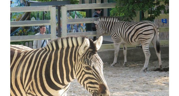 Зоопарк возобновит бесплатные экскурсии для детей