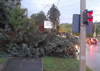 În sectoarele Ciocana și Râșcani ale capitalei, mai mulți copaci au fost doborâți la pământ în urma ploilor abundente, anunță autoritățile municipale