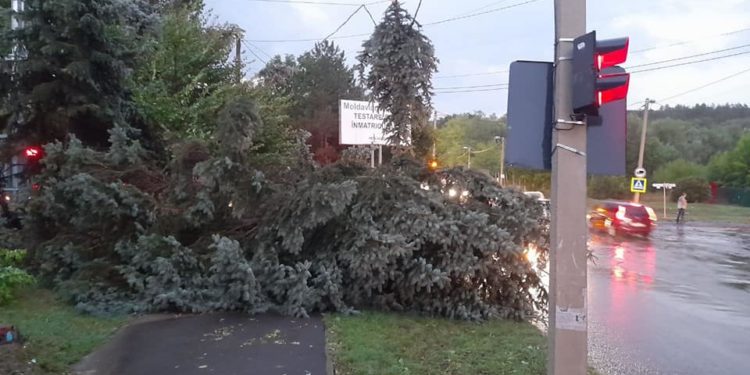 În sectoarele Ciocana și Râșcani ale capitalei, mai mulți copaci au fost doborâți la pământ în urma ploilor abundente, anunță autoritățile municipale