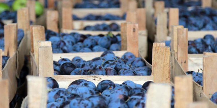 Primele prune moldovenești din recolta acestui an au fost livrate la export