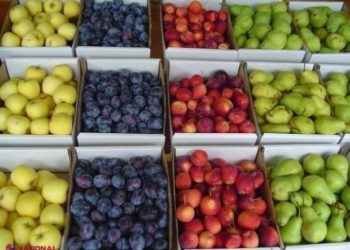 Россельхознадзор сообщил о запрете импорта овощей и фруктов из 31 района Молдовы