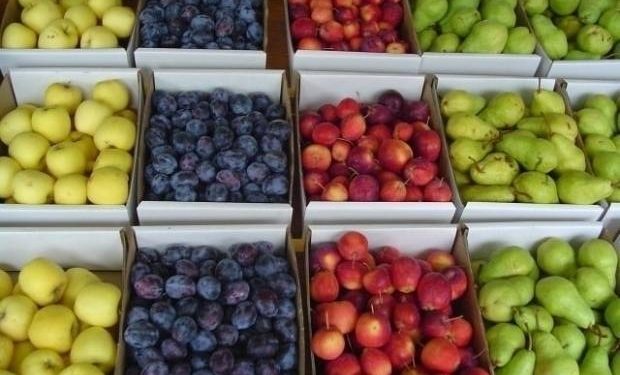 Россельхознадзор сообщил о запрете импорта овощей и фруктов из 31 района Молдовы