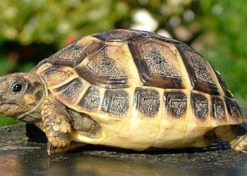 В зоопарк Кишинева вернули украденную черепаху. Администрация проверяет заявление охраны