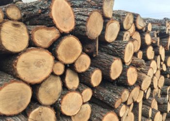 Lemnele pentru consumatorii casnici nu se vor scumpi. Guvernul promite prețuri similare cu cele de anul trecut