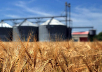 Объявлен тендер на закупку почти 42-ух тысяч тонн пшеницы для пополнения государственных резервов | VIDEO