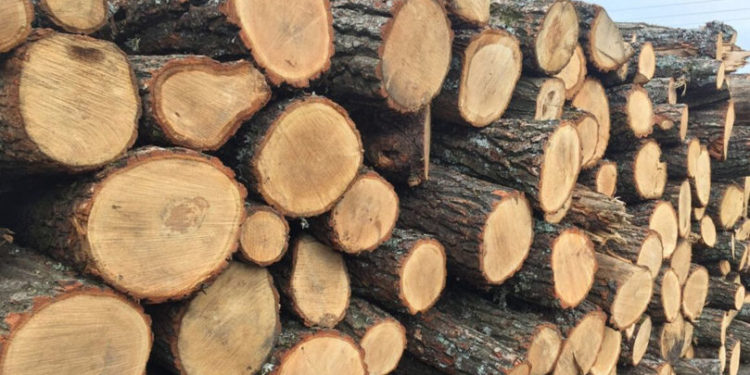 „Nu știu cum o să facem față”. Primarii mai multor localități din Moldova confirmă îngrijorarea lui Ilan Șor  privind riscul crizei lemnelor de foc | VIDEO