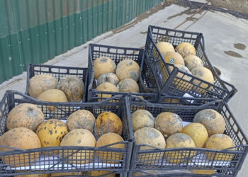 Mai mult de o tonă de pepene galben, interzis pentru comercializare: ce au găsit specialiștii