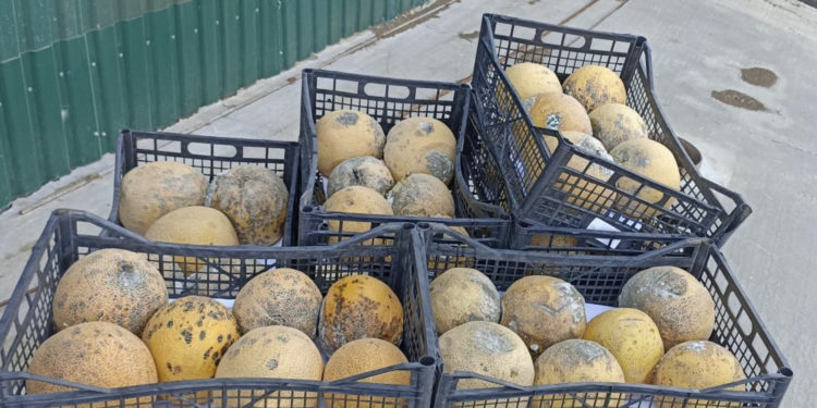 Mai mult de o tonă de pepene galben, interzis pentru comercializare: ce au găsit specialiștii