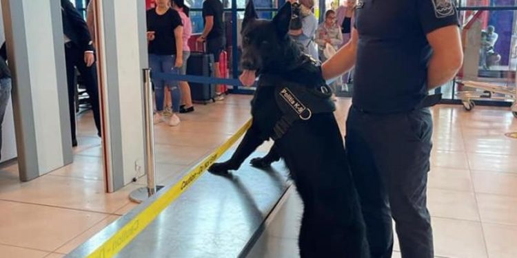 Un patruped specializat în depistarea explozibilului, ales să activeze la Aeroportul Chișinău: Veghează verificarea pasagerilor și bagajelor