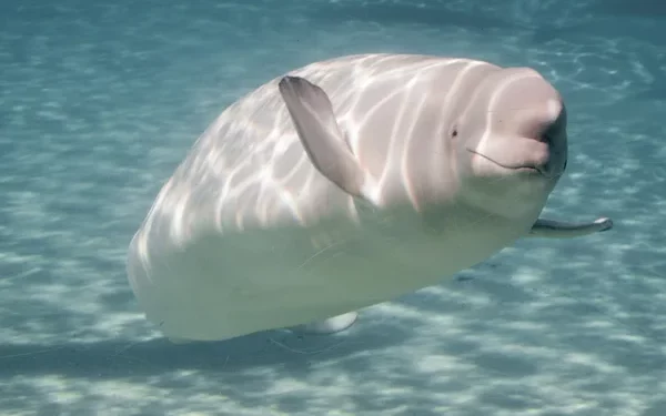 Francezii încearcă disperați să salveze beluga blocată în râul Sena cu un cocktail de vitamine