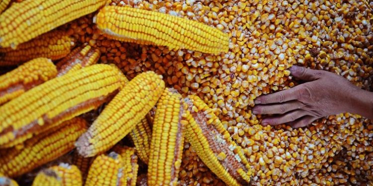 Cercetătorii estimează o recoltă dublă sau chiar triplă la porumb