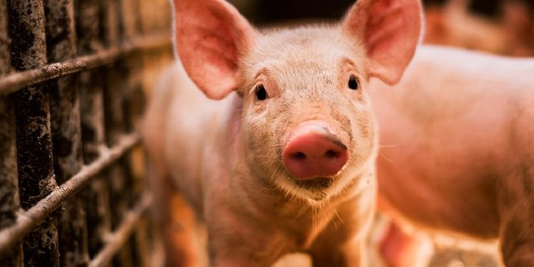 Un focar de pestă porcină africană a fost depistat într-o localitate din Florești