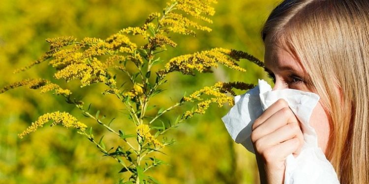 Ministerul Sănătății sugerează autorităților locale să desfășoare acțiuni de combatere a ambroziei