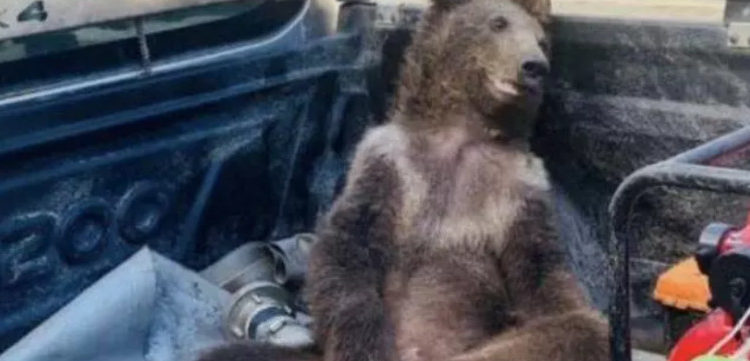 Un pui de urs a fost salvat în Turcia după ce a mâncat prea multă „miere nebună” | VIDEO