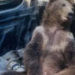 Un pui de urs a fost salvat în Turcia după ce a mâncat prea multă „miere nebună” | VIDEO