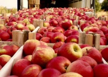 Recolta de mere din țară, compromisă! Prognoza Asociației „Moldova Fruct”