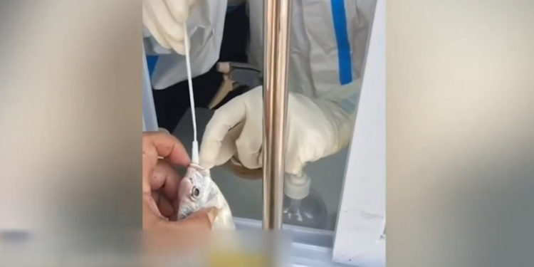 Imagini bizare din China: Peștii sunt testați de COVID