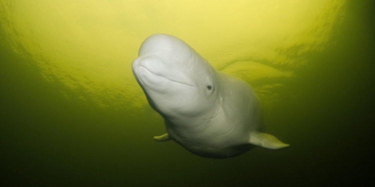 O balenă beluga, care trăiește în Oceanul Arctic, a intrat pe râul Sena și a ajuns lângă Paris