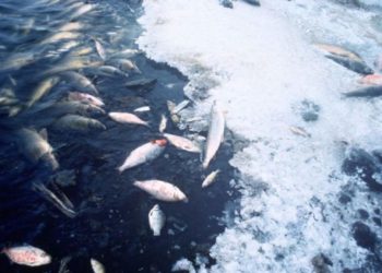 Груды мертвой рыбы в Дрэсличенах: Жители жалуются на неприятный запах