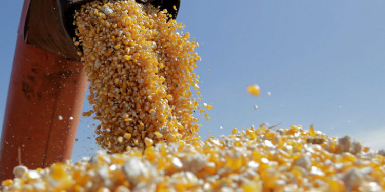 Confruntată cu cea mai mică recoltă de porumb din ultimii 15 ani, UE mizează pe importurile din Ucraina