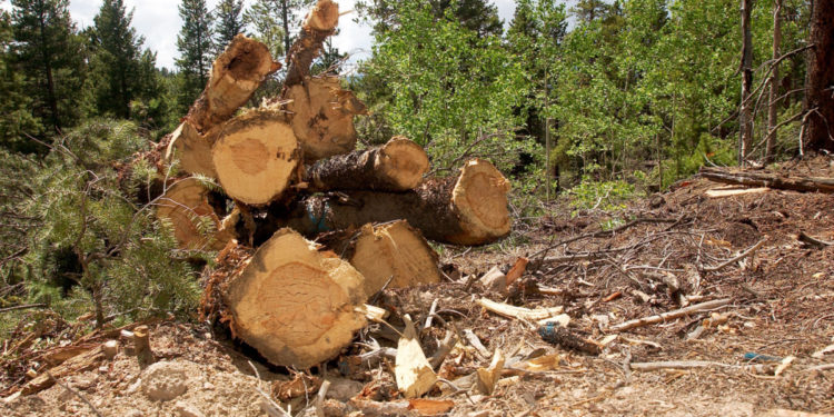 Mor copacii pentru lemne. Defrișări ilegale, depistate la Leova, Ialoveni și Gloden