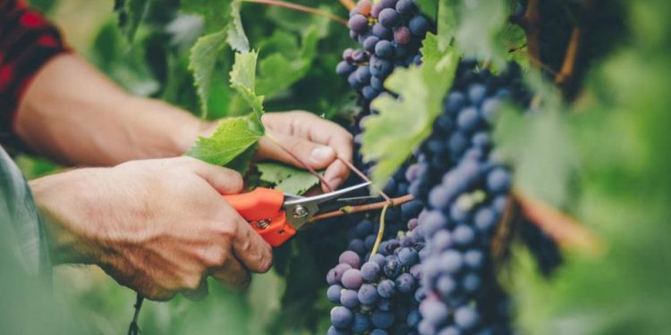 Prognozele viticultor pentru recolta acestui an: Cantitatea va fi ca și acum un an, calitatea însă va fi mai bună | VIDEO