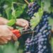 Prognozele viticultor pentru recolta acestui an: Cantitatea va fi ca și acum un an, calitatea însă va fi mai bună | VIDEO