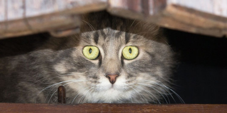 Lockdown mai puțin obișnuit. Pisicile dintr-un oraș din Germania nu au avut voie să iasă din case timp de 3 luni