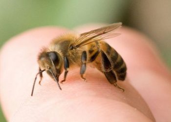 În Moldova, crește numărul de reacții grave la înțepături de insecte! Medicii au înregistrat Cod Roșu de alertă