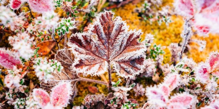 Синоптики предупреждают о заморозках | VIDEO