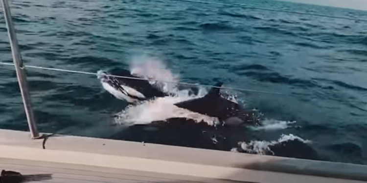 Киты-убийцы протаранили яхту, сломали ей руль и попали на видео | VIDEO