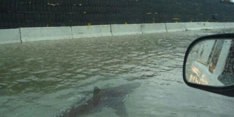 Во Флориде из-за урагана акула заплыла на улицу города | VIDEO
