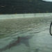 Во Флориде из-за урагана акула заплыла на улицу города | VIDEO