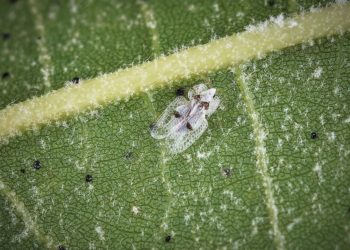 Două specii de insecte au invadat masiv spațiile verzi. Pot provoca alergii, iar în timp pot conduce și la uscarea arborilor