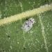 Două specii de insecte au invadat masiv spațiile verzi. Pot provoca alergii, iar în timp pot conduce și la uscarea arborilor