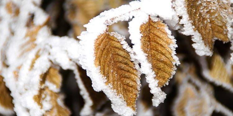 „Ar putea fi afectate unele culturi agricole mai sensibile”. Meteorologii explică posibilele consecințe ale înghețurilor prognozate pentru weekend | VIDEO
