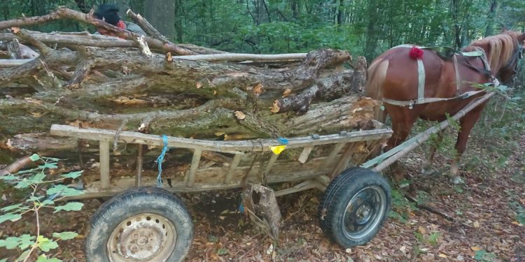 Se taie ca-n varză în pădurile din țară. Inspectorii de mediu au înregistrat noi defrișări ilicite | VIDEO