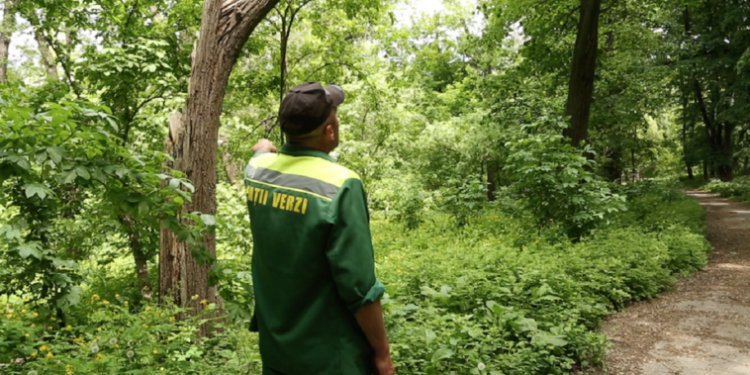 Guvernul simplifică mecanismul de autorizare pentru lucrări de curățare a spațiilor verzi