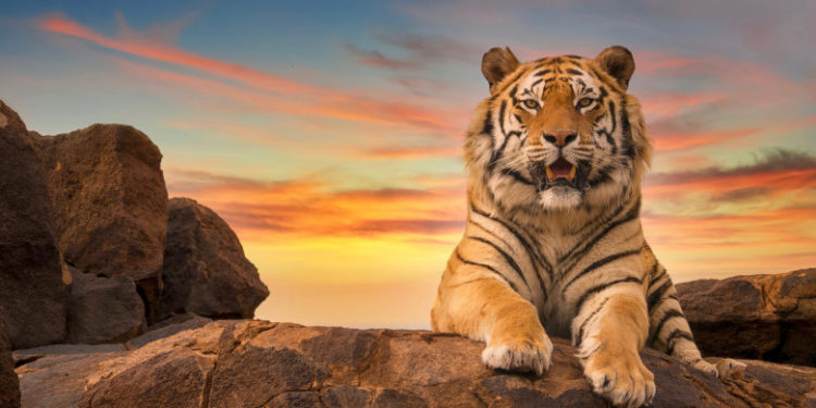 O femeie din India s-a luptat cu mâinile goale cu un tigru ca să-și salveze fiul de 15 luni