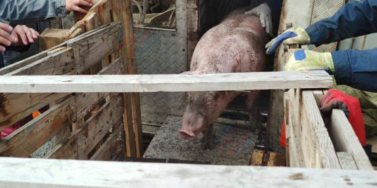 Un TIR încărcat cu porci vii s-a răsturnat pe podul din Bender