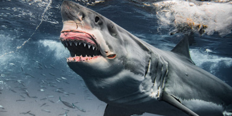 O pasageră a unui vas de croazieră a fost ucisă de un rechin în timp ce făcea snorkeling în Bahamas