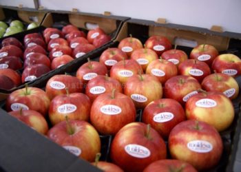 Молдавские производители изучат потенциал экспорта яблок на рынок Египта