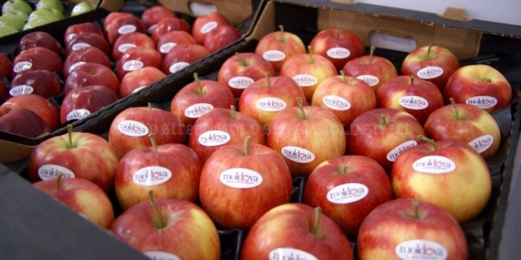 Молдавские производители изучат потенциал экспорта яблок на рынок Египта
