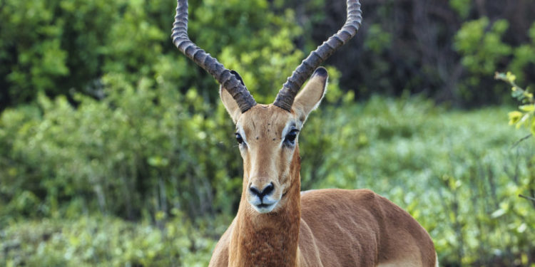 Român omorât într-un zoo din Suedia de o antilopă care urmărea un struț